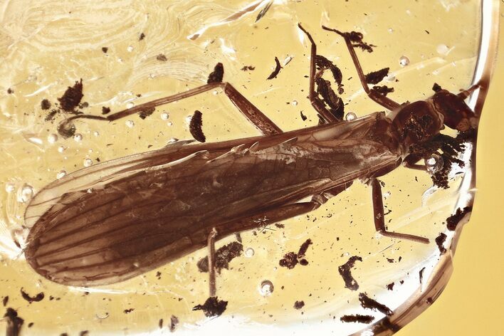 Detailed Fossil Stonefly (Plecoptera) In Baltic Amber #357893
